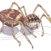 Spider Stories: My Journey from Phobia to Fascination - Image 3